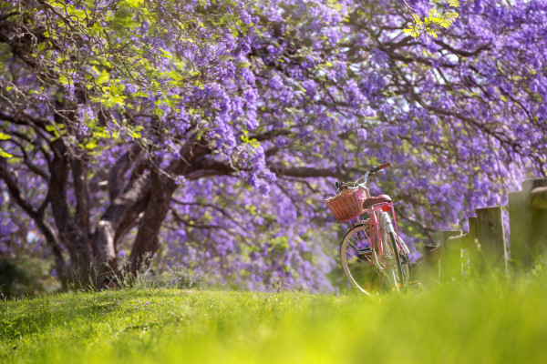 Bicycle with Jacarandas in Sydney