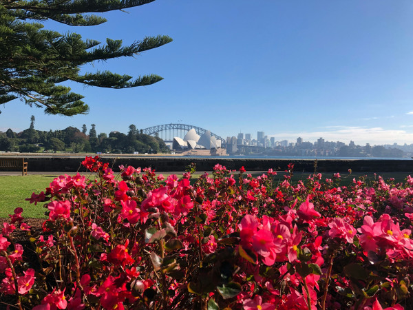 Pink flowers at Sydney Garden